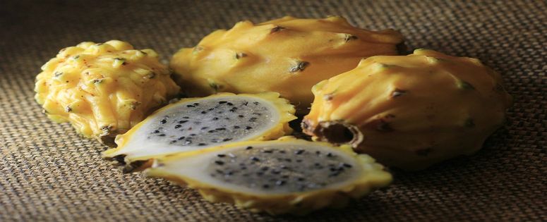 Facilidades para exportadores de Pitahaya ecuatoriana