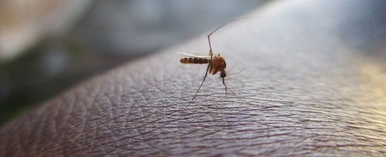 Evitar picadas de mosquitos
