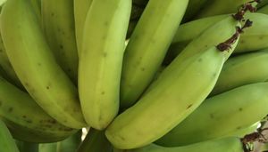 Sector bananero no descarta un paro para tomar medidas urgentes por la baja del precio de la caja de la fruta