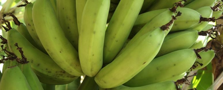 Sector bananero no descarta un paro para tomar medidas urgentes por la baja del precio de la caja de la fruta
