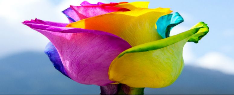 Flor ecuatoriana se vende por Internet a nivel internacional