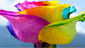 Flor ecuatoriana se vende por Internet a nivel internacional