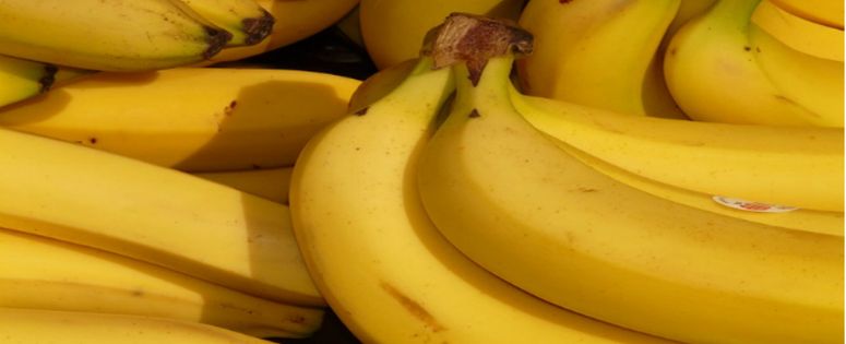 Expectativas de exportaciones de banano al mercado ruso