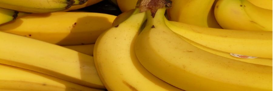 Expectativas de exportaciones de banano al mercado ruso