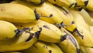 El banano ecuatoriano no tiene competencia en Rusia