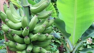 Ley del Banano