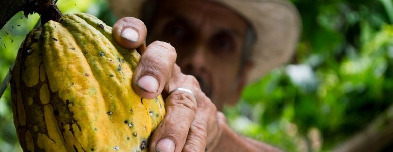 cacao