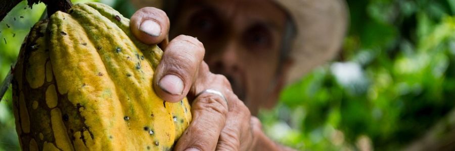 cacao