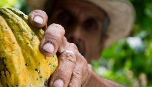 cacao