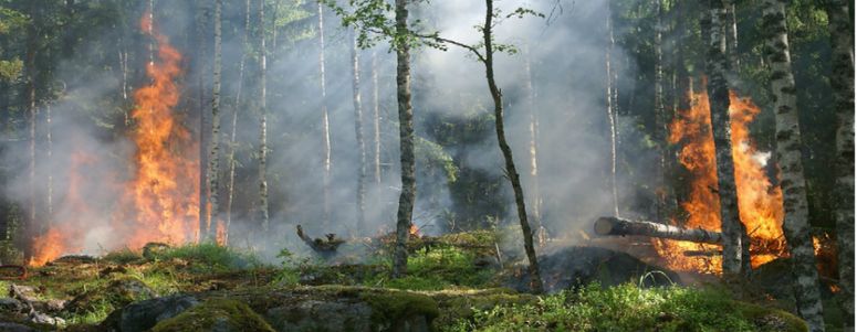 Curso de Formación de Brigadas Forestales para Prevención de Incendios finaliza