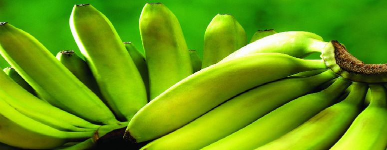 Banano ecuatoriano se exporta en su mayoría al Cono Sur
