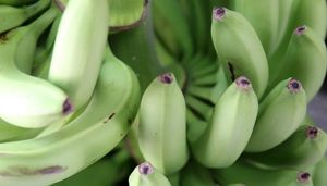 Banano