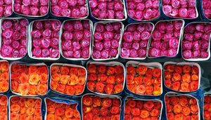 Flores