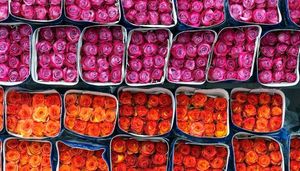 Flores