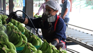 Banano