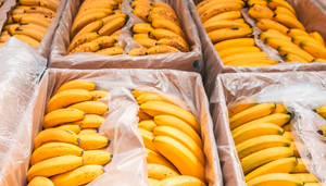 Banano