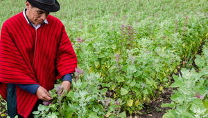 Agricultura