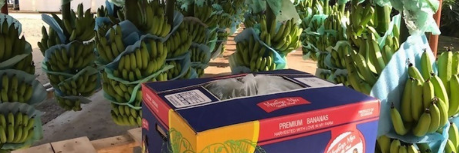 Exportación