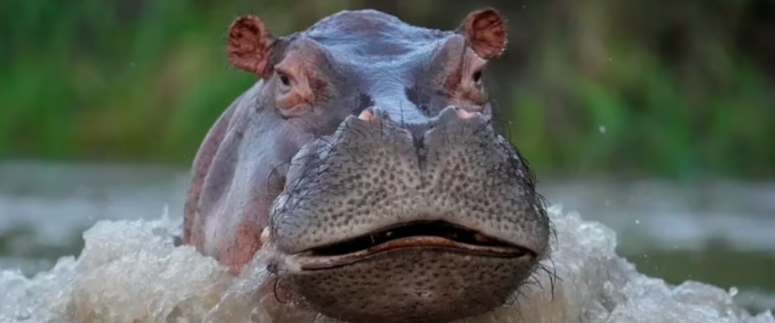 Hipopótamos Pablo Escobar