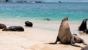 Galápagos