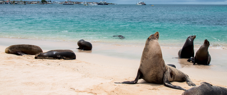 Galápagos