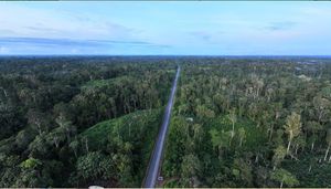 Cómo la cultura milenaria indígena ayudó a unos niños de Colombia a  sobrevivir en la selva durante 40 días