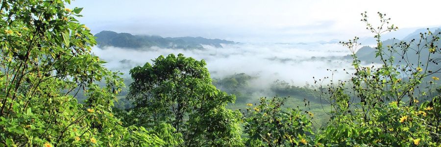 ECUADOR CARBON FORUM