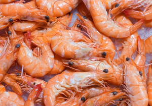Camarón