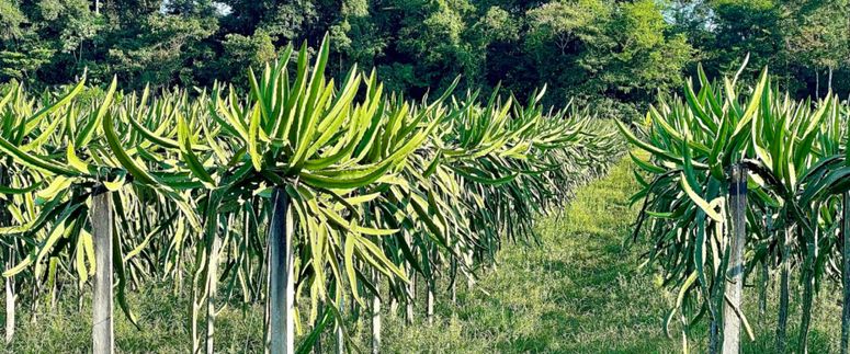 Pitahaya