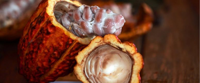 Cacao