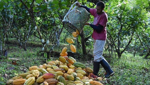 Cacao