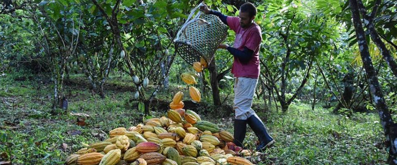 Cacao