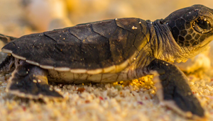 Tortugas marinas