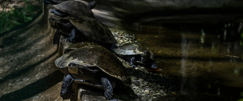 Tortugas charapa