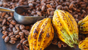 Cacao