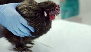 H5N1