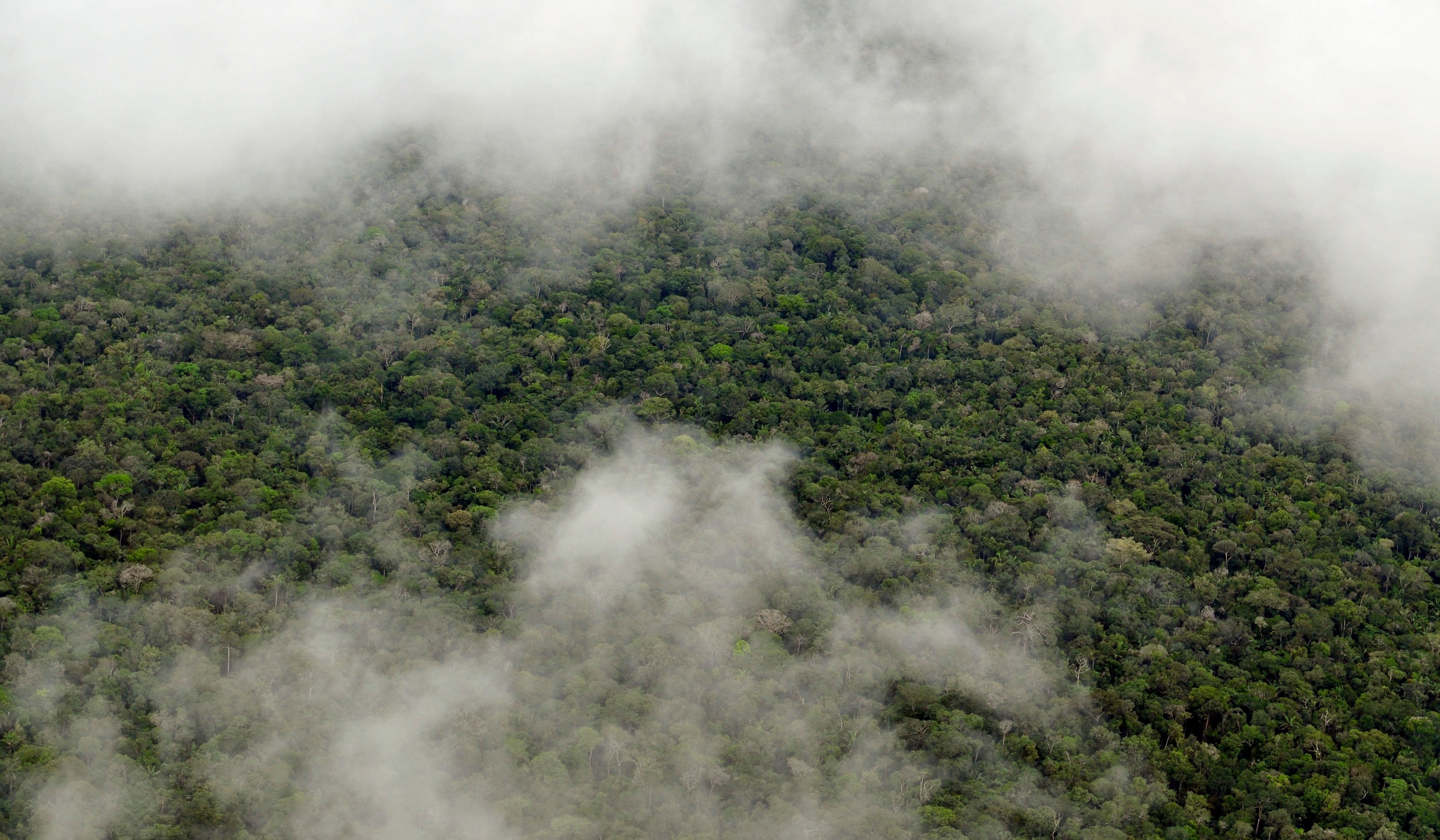 Bosque Amazónico